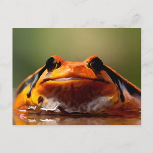 Cute Little Frog Amphibian Nature Vykort (Framsida)