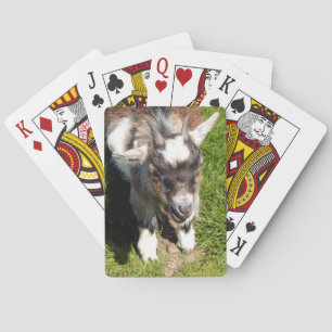 CUTE LITTLE GOAT CASINOKORT