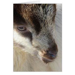 Cute Little Goat Hälsningskort