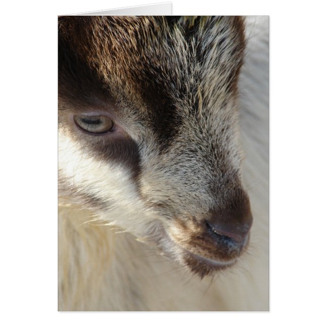 Cute Little Goat Hälsningskort (Framsidan)
