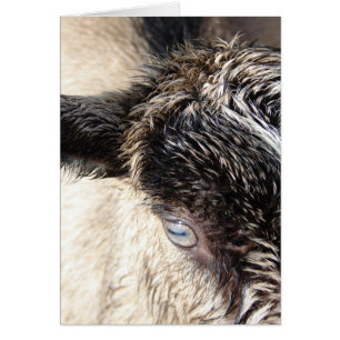 Cute Little Goat Hälsningskort