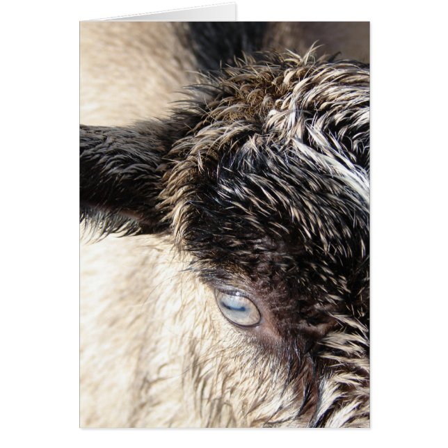 Cute Little Goat Hälsningskort (Framsidan)