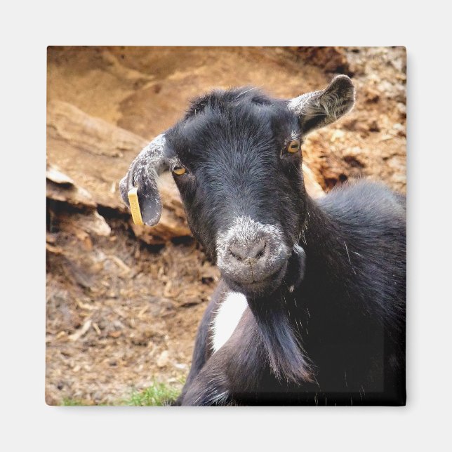 CUTE LITTLE GOAT MAGNET (Framsidan)