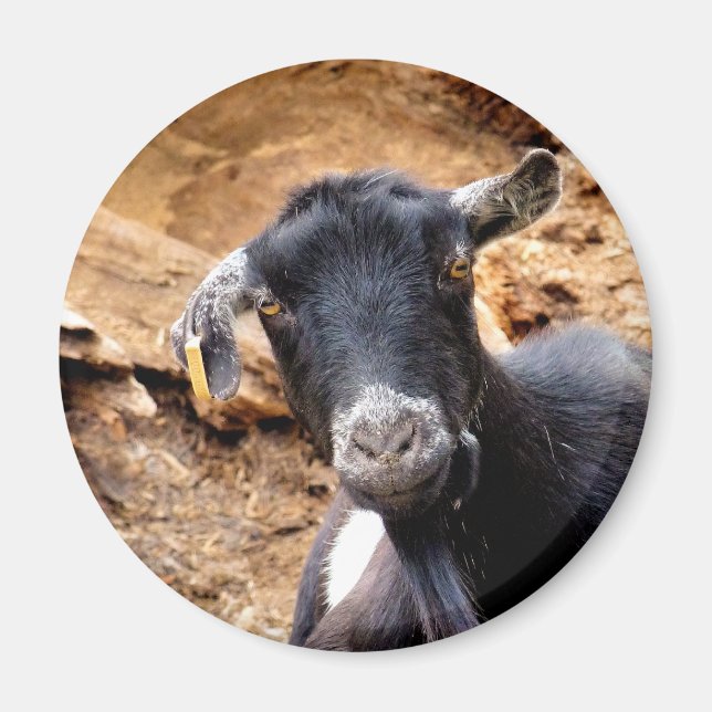 CUTE LITTLE GOAT MAGNET (Framsidan)