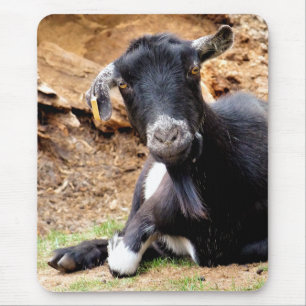 CUTE LITTLE GOAT MUSMATTA
