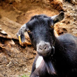 CUTE LITTLE GOAT SILVERPLÄTERAT HALSBAND<br><div class="desc">En söt liten get som pockar för kameran. England UK.</div>