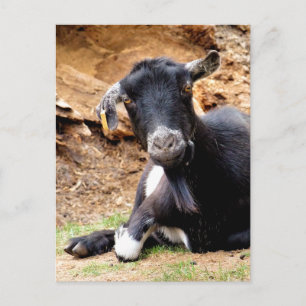 CUTE LITTLE GOAT VYKORT