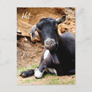 CUTE LITTLE GOAT VYKORT