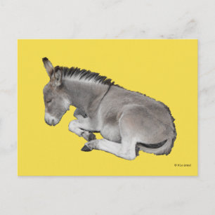 Cute Little Grått Donkey Baby Foal Fastdown Vykort
