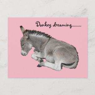Cute Little Grått Donkey Baby Foal Sleeping Vykort