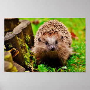 Cute Little Hedgehog i skogen Poster