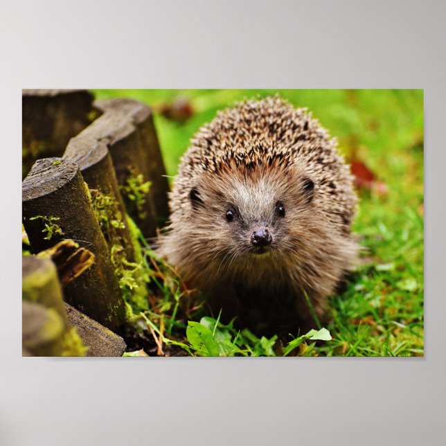 Cute Little Hedgehog i skogen Poster (Framsidan)