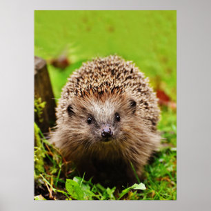 Cute Little Hedgehog i skogen Poster