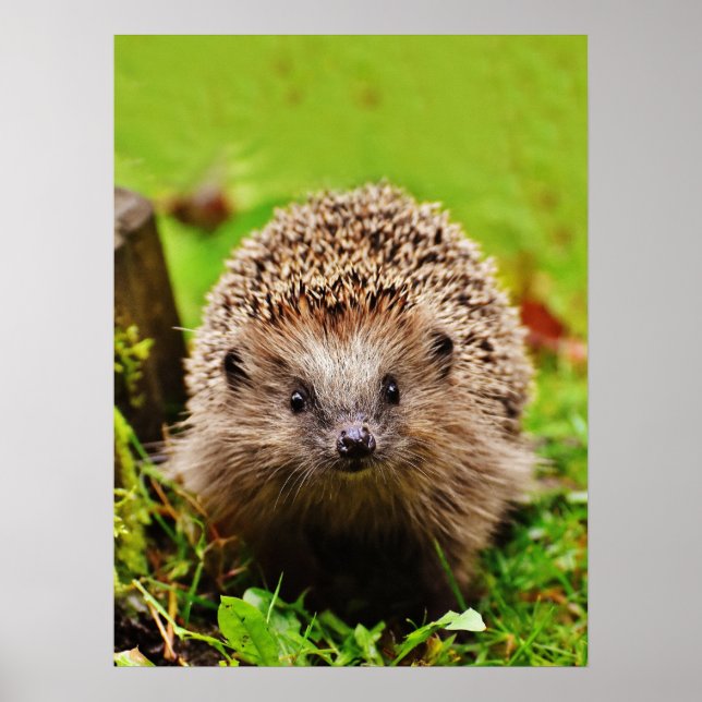 Cute Little Hedgehog i skogen Poster (Framsidan)