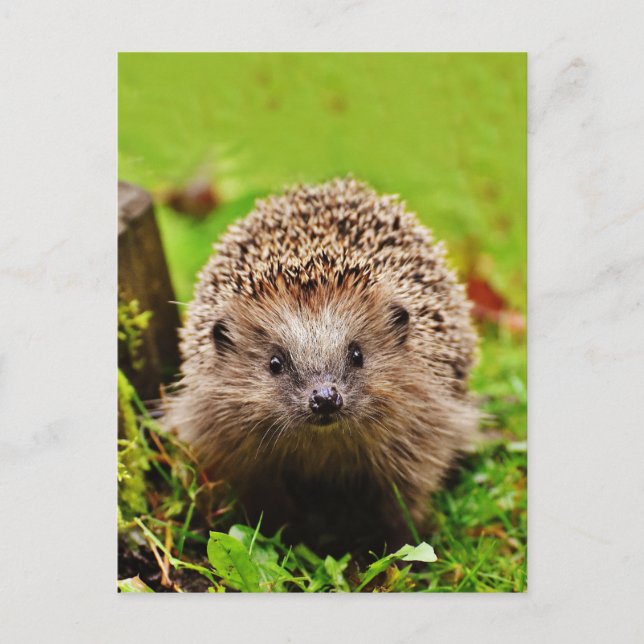 Cute Little Hedgehog i skogen Vykort (Framsida)