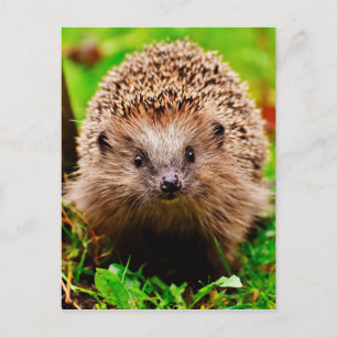 Cute Little Hedgehog i skogen Vykort