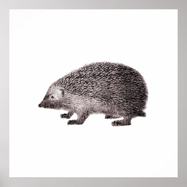 Cute Little Hedgehog Poster (Framsidan)