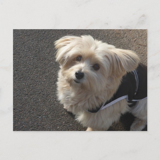 Cute Little Hund DIY-vykort Vykort (Framsida)