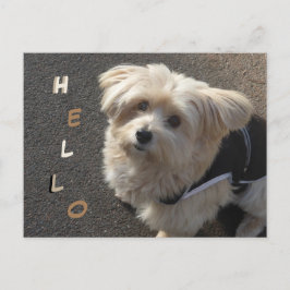 Cute Little Hund HEJ Postcard Vykort