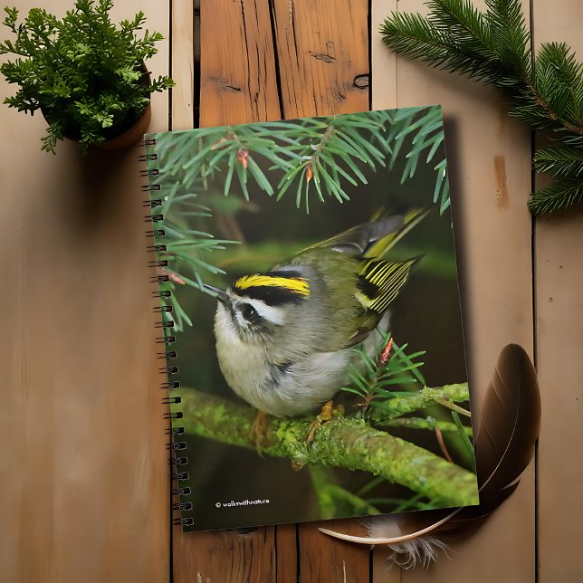 Cute Little Kinglet orsakar en stam i bron Anteckningsbok Med Spiral (Cute Golden-Crowned Kinglet Causes a Stir on the Fir Journal Cover Photo)