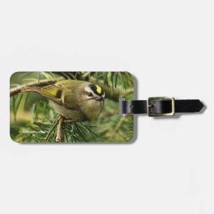 Cute Little Kinglet orsakar en stam i bron Bagagebricka