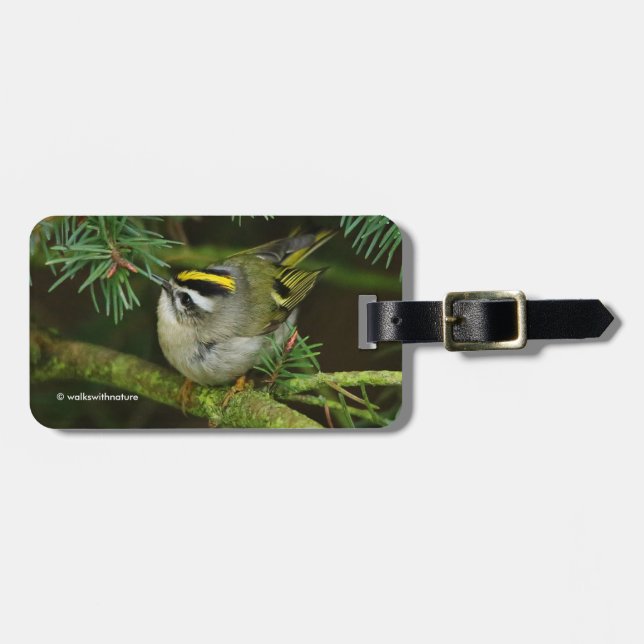 Cute Little Kinglet orsakar en stam i bron Bagagebricka (Horisontell Framsida)