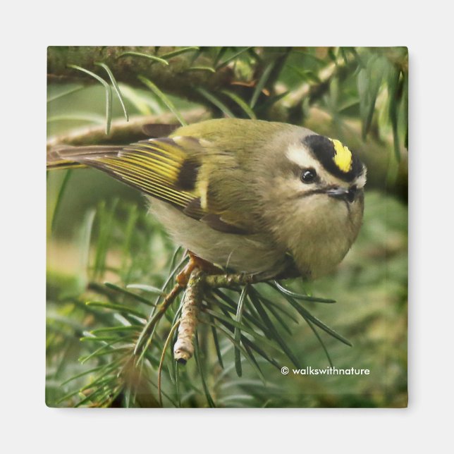 Cute Little Kinglet orsakar en stam i bron Magnet (Framsidan)