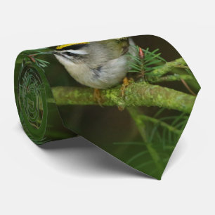 Cute Little Kinglet orsakar en stam i bron Slips