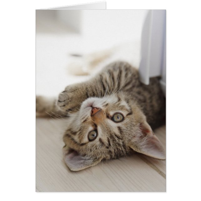 Cute Little Kitten Hälsningskort (Framsidan)