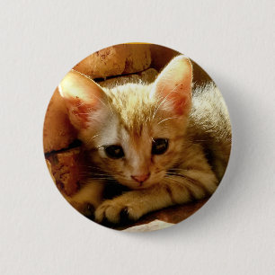 Cute Little Kitten Knapp