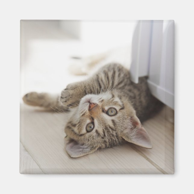 Cute Little Kitten Magnet (Framsidan)