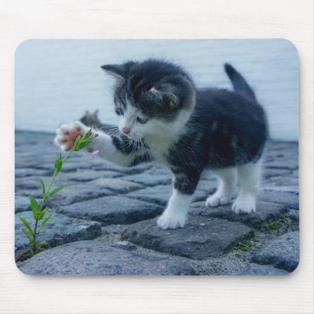 Cute Little Kitten spelar med en blomma Musmatta (Framsidan)