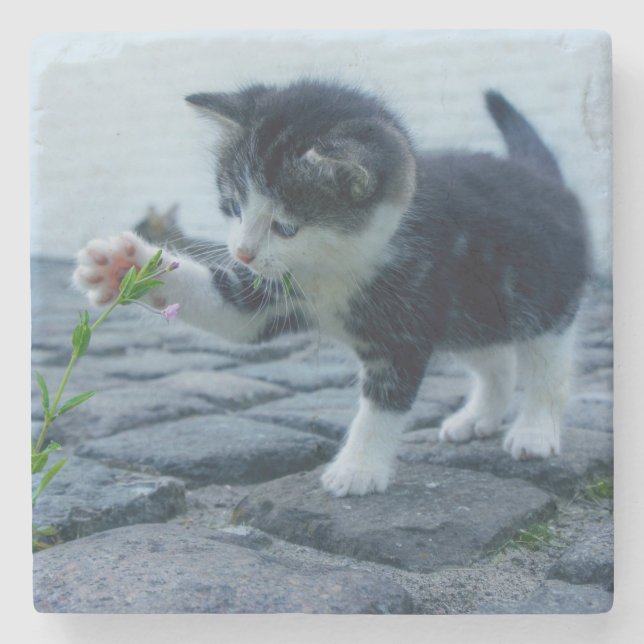 Cute Little Kitten spelar med en blomma Stenunderlägg (Framsidan)