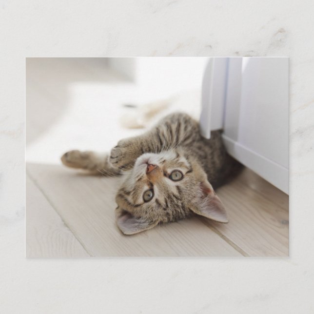 Cute Little Kitten Vykort (Framsida)