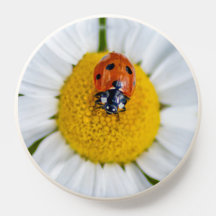 Cute Little ladybug-blommor, svarta blommar tur