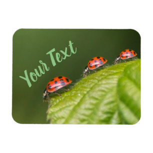 Cute Little ladybug ger lycka till och förmögenhet Magnet