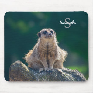 Cute Little Meerkat Musmatta