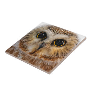 Cute Little Northern Saw Whet Uggla Kakelplatta