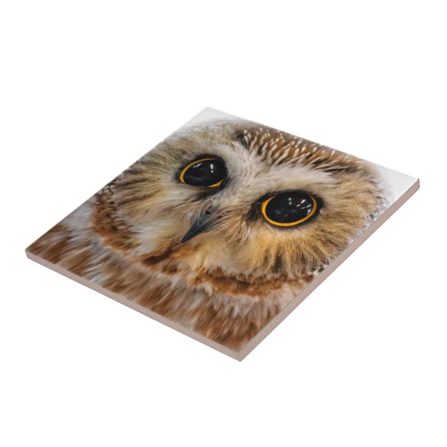 Cute Little Northern Saw Whet Uggla Kakelplatta (Sidan)