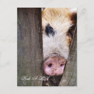 CUTE LITTLE PIG VYKORT