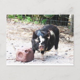 Cute Little Piggy - Farm Life Postcard Vykort