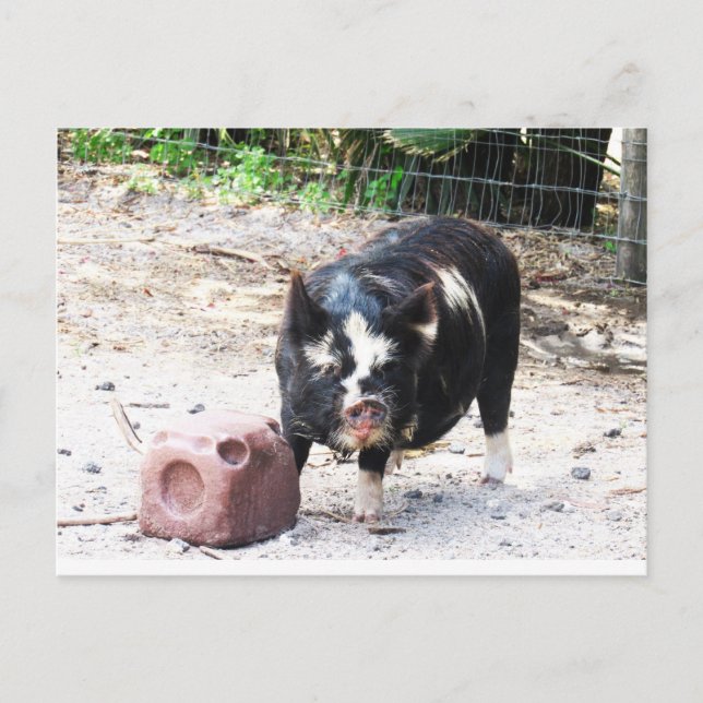 Cute Little Piggy - Farm Life Postcard Vykort (Framsida)