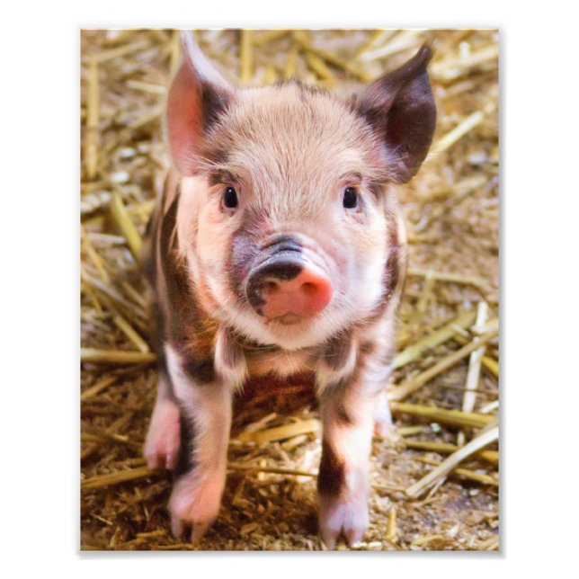 Cute Little Piglet Poster (Framsidan)