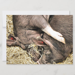 CUTE LITTLE PIGS-inbjudan