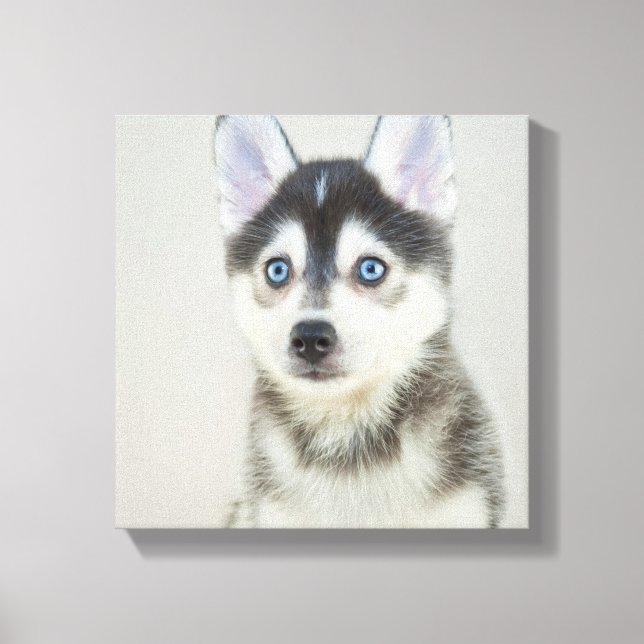 Cute Little Pomsky Puppy Canvastryck (Framsida)