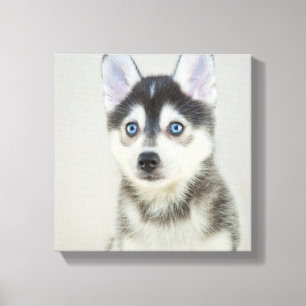 Cute Little Pomsky Puppy Canvastryck