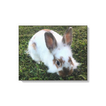 Cute Little Rabbit i Grass-Kanvastrycket