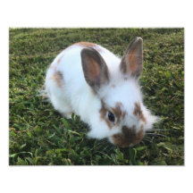 Cute Little Rabbit in Grass Photo Print