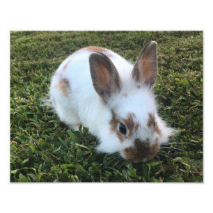 Cute Little Rabbit in Grass Photo Print Fototryck