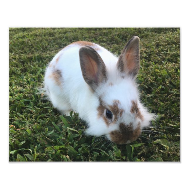 Cute Little Rabbit in Grass Photo Print Fototryck (Framsidan)